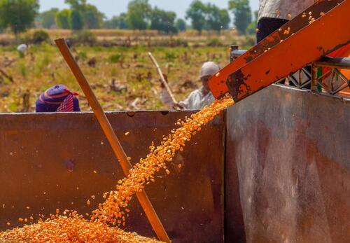 How does a corn thresher work?