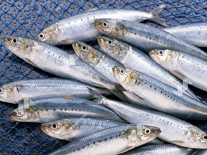 Bone Crusher Machine For Fish.jpg