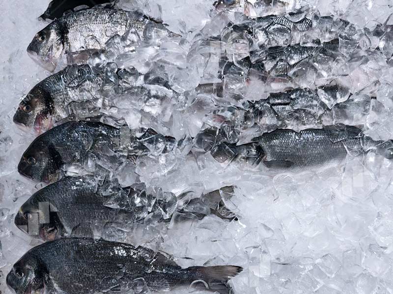 Commercial Ice Making Machine for Seafoods.jpg