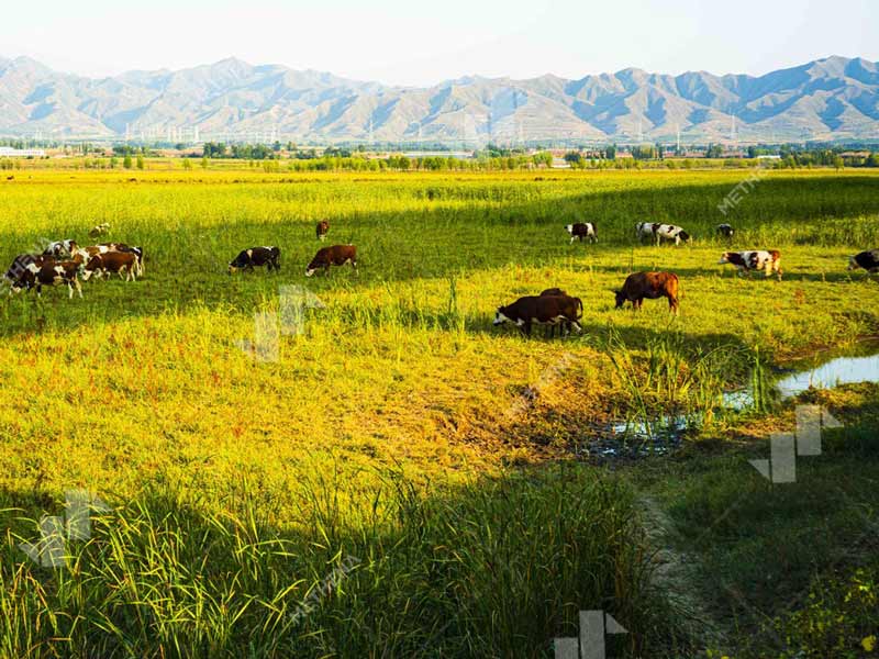 Hydroponic Fodder Container System for Farms.jpg
